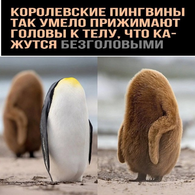 Картинки разные с надписями и без