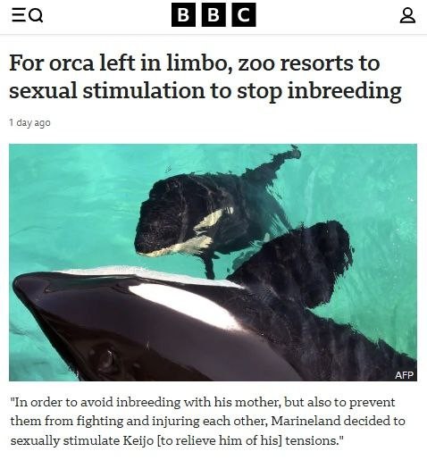 Сотрудники французского аквапарка регулярно др..ат самцу-косатке, чтобы он не насиловал свою мать.
