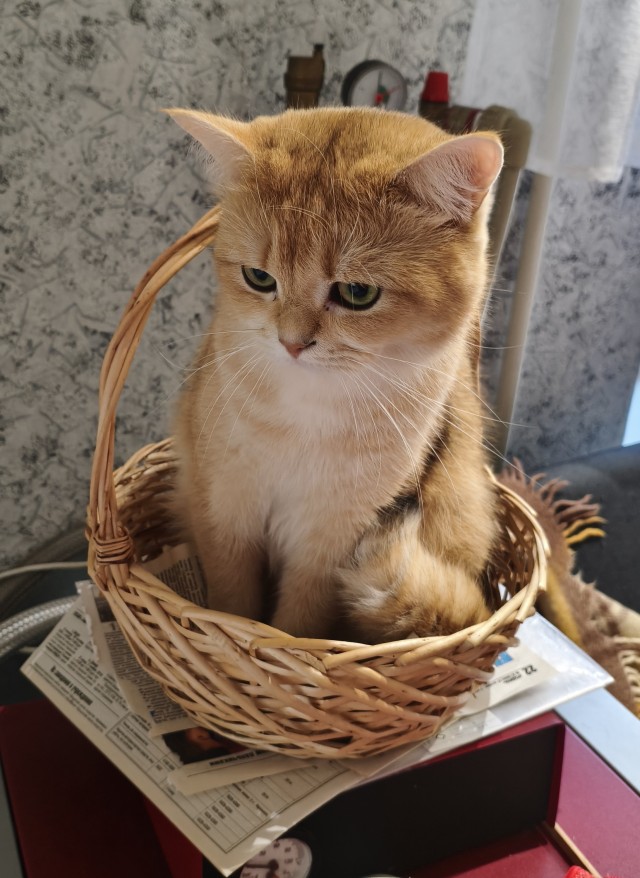 Котовторник же!