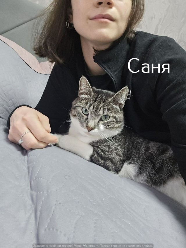Жизнь домашнего приюта "Котоленд" 527