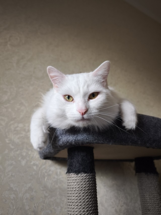 Вот и мой кот