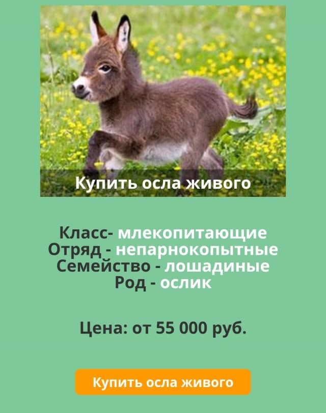 Куплю осла.