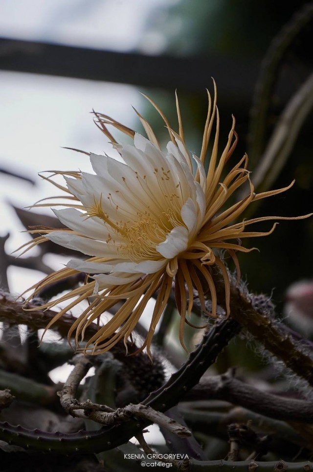 Царица ночи - Селеницереус крупноцветковый (лат. Selenicereus grandiflorus)