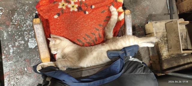 Вашему вниманию, кот Харитон