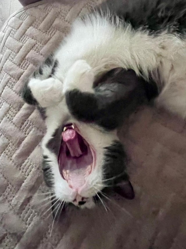 Кошкина зевота