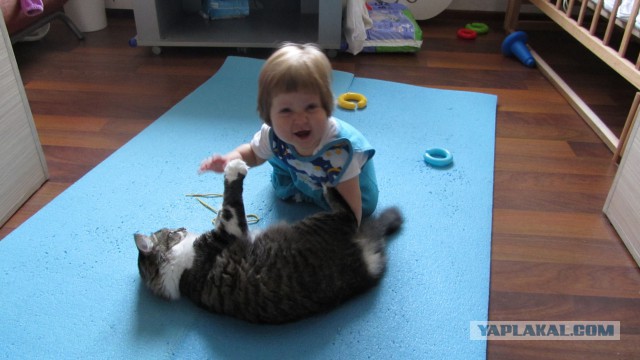 Котовторник 22.10.2013