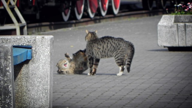 Котовторник 25.02.2014