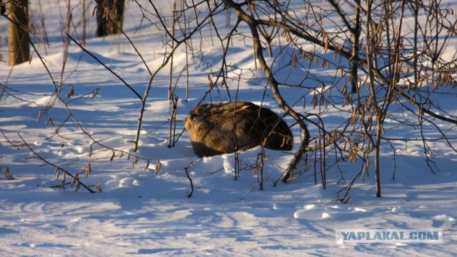 Правда про зайцев
