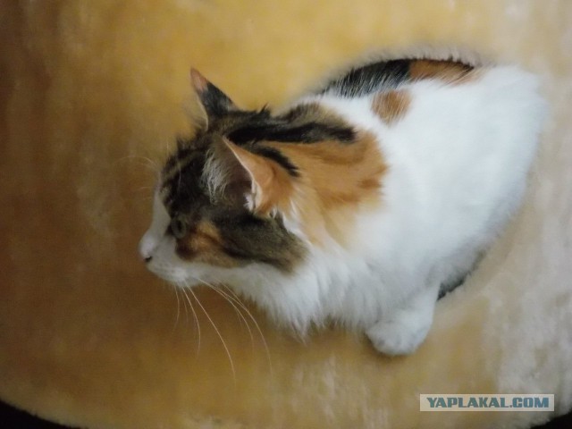 С Котовторником!