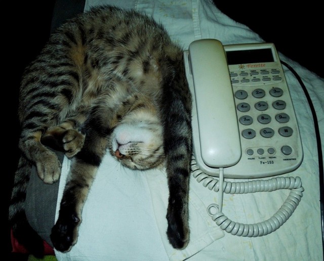Котовторник 24.06.2014
