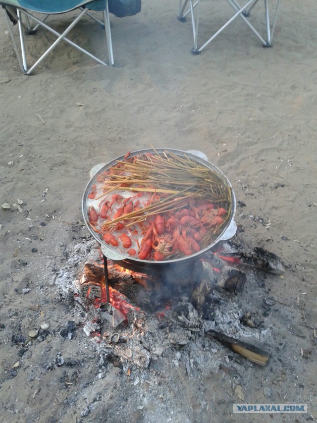 Раки, нападение рака...