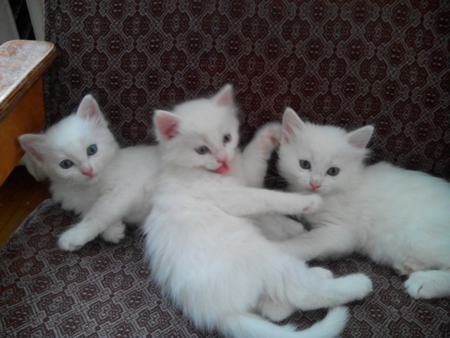 Котовторник 26.08.14.