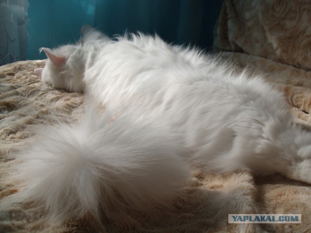 Котовторник 09.09.2014