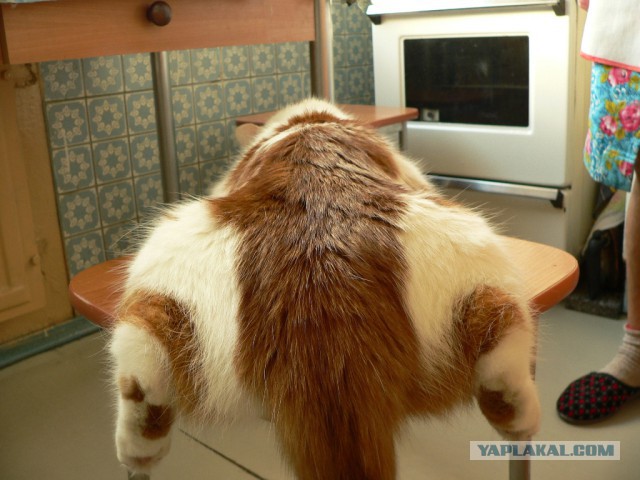 Кошачий Hardcore