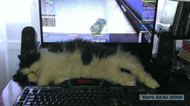 Кошачий Hardcore