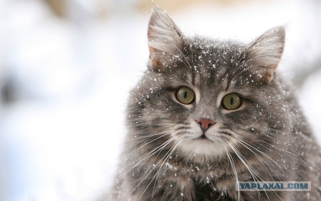 Котовторник 23.12.2014