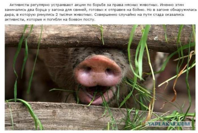 20 фактов обо всем