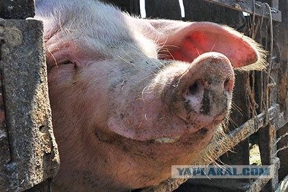 Антисанкции в действии!