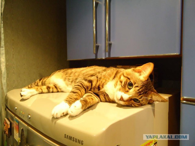 Котовторник 07 04 2015
