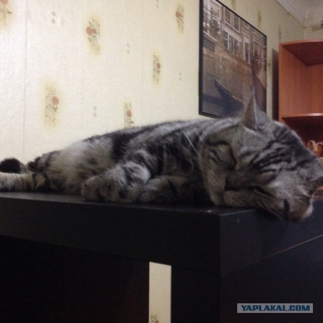 25 кошек, которые спят где угодно