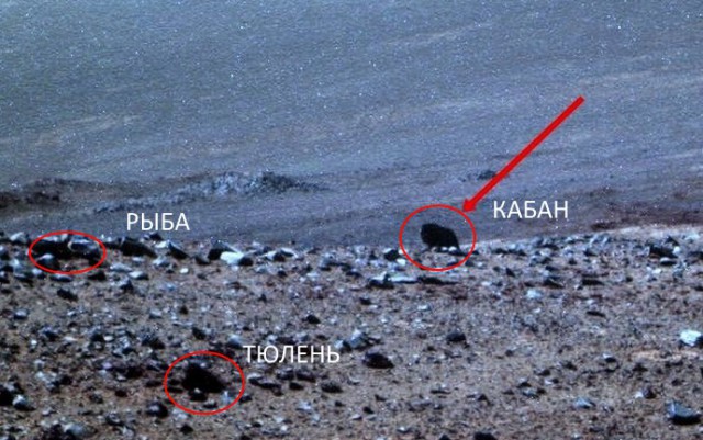 Ровер НАСА снял на Марсе животное