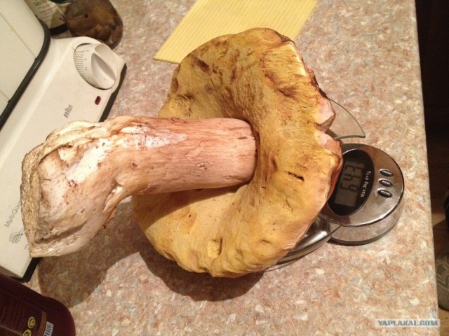 Благороднейший белый