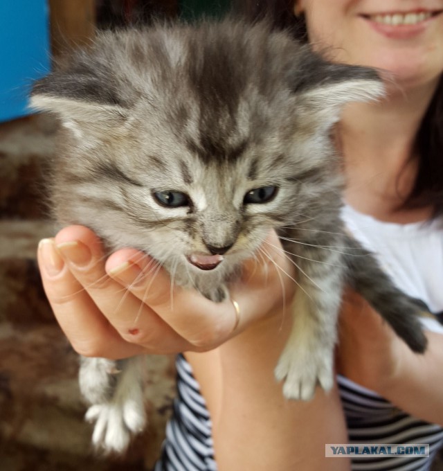 Котовторник 16.06.2015., Котовторник наступил!