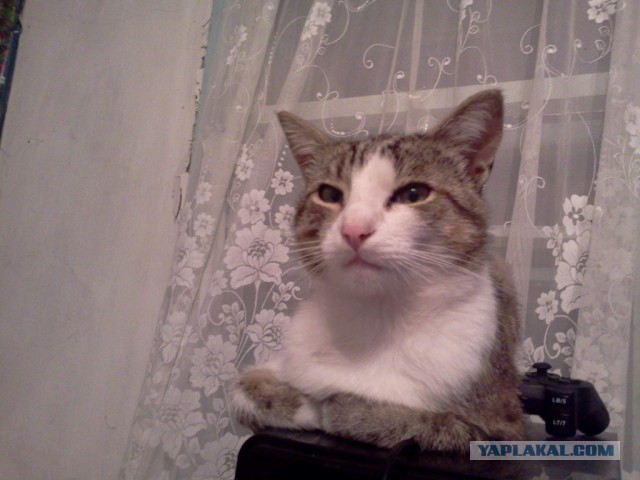 Котовторник 7.07.2015