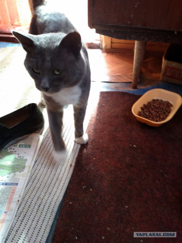 Котовторник