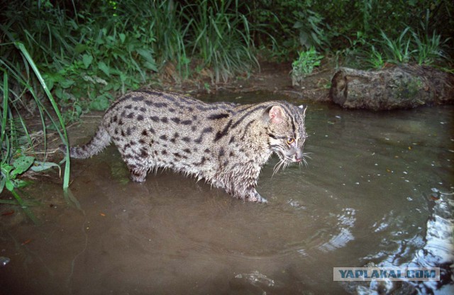Дикий котовторник