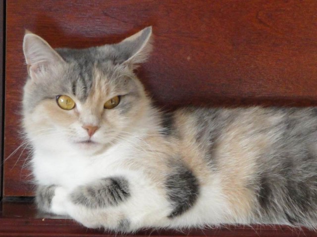 Котовторник