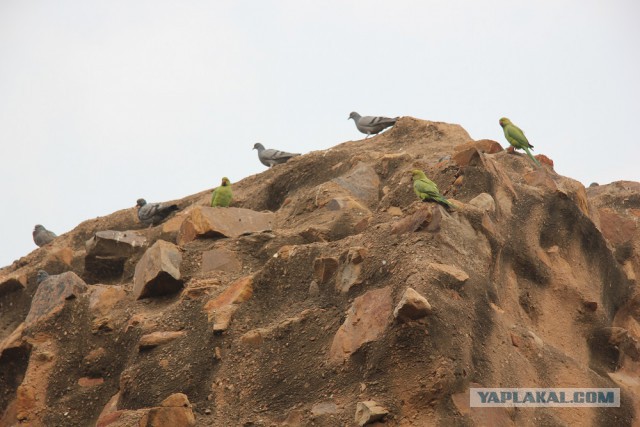 Самостоятельное путешествие в Шри-Ланку