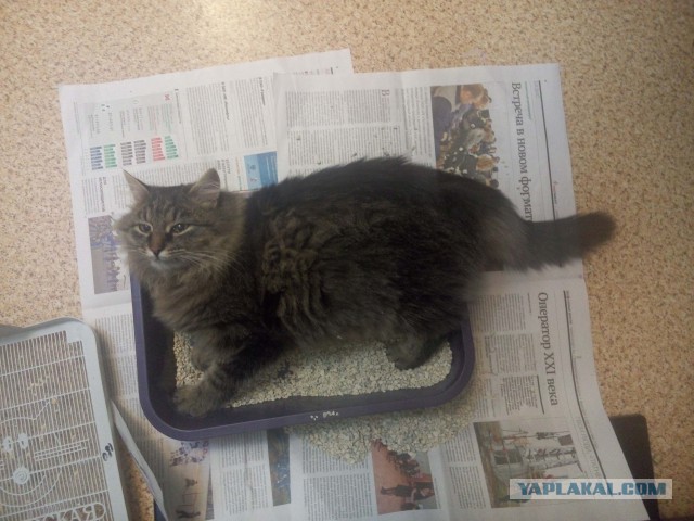 Кошка, которая спит не там (котовторнику посвящается)