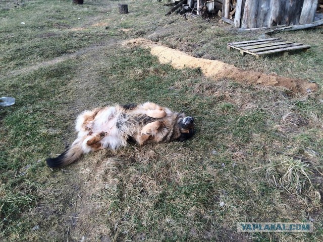 Жизнь домашнего приюта для котеек 103
