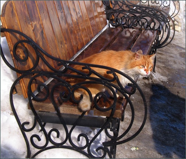 Коты, кошки, котята