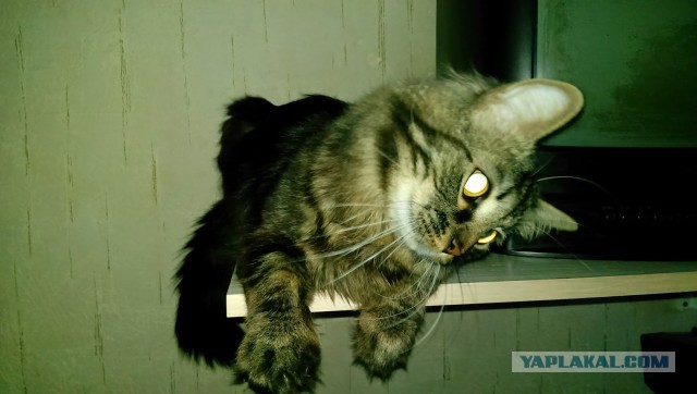 Про моего котика: нежного, злого, вредного