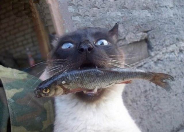 Котовторник - начало