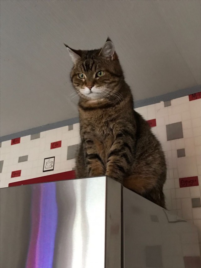 Коты и Кошки