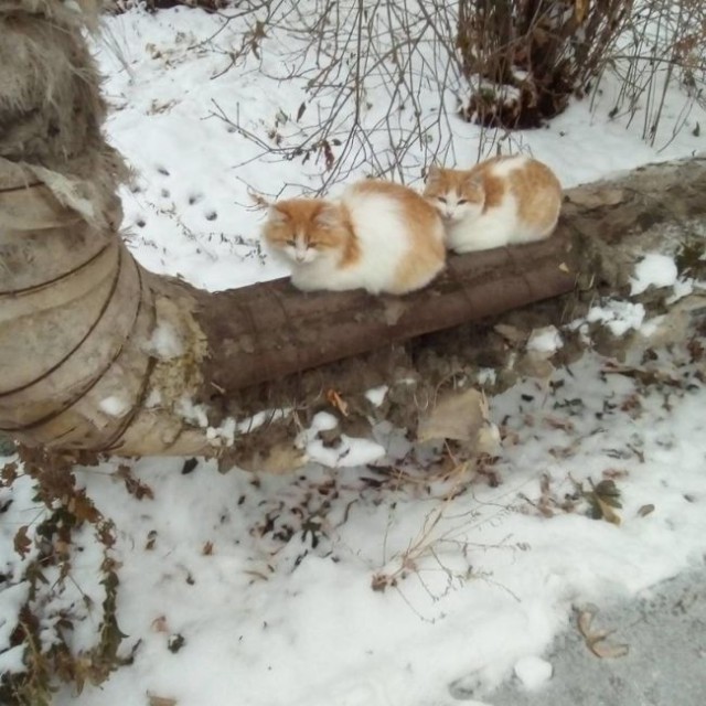 Коты и Кошки