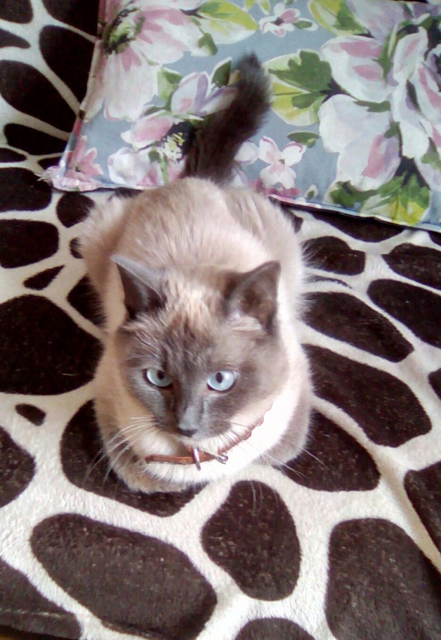 Коты и Кошки