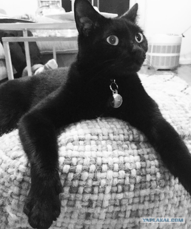 Котовторник 23/05/2017