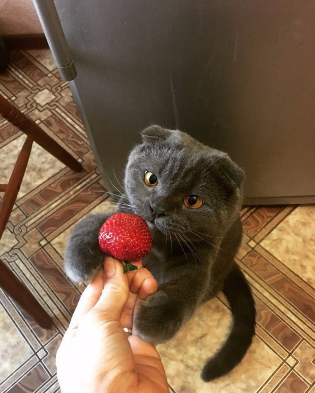 Коты и Кошки