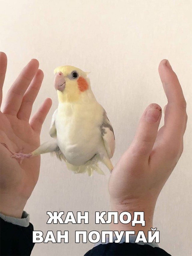 134 картинки для поднятия настроения!