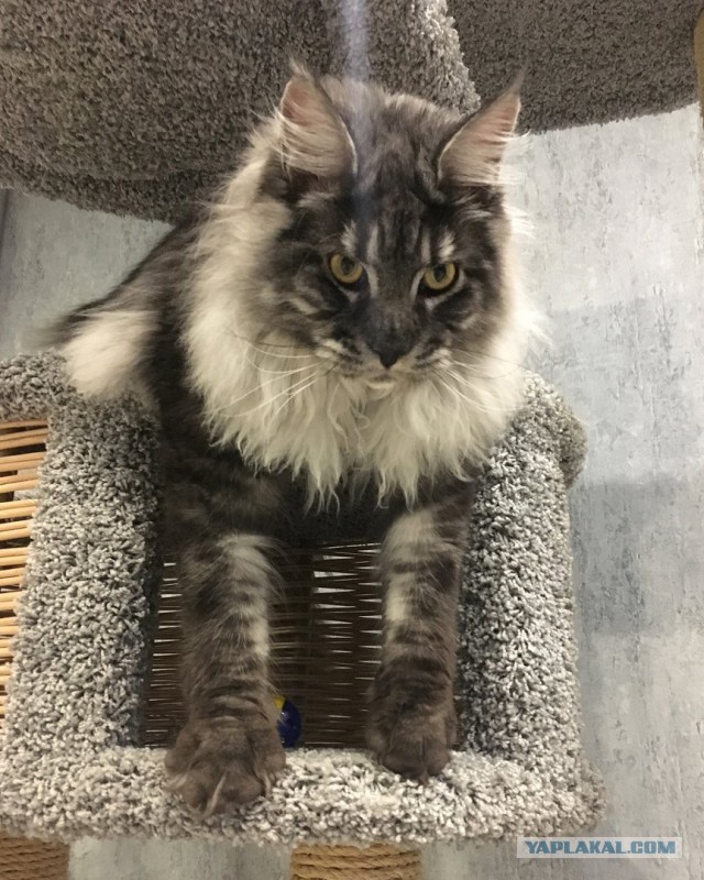 Котовторник  13.02.2018