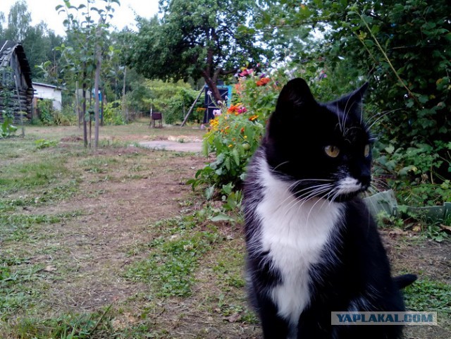Котовторник 20.03.2018