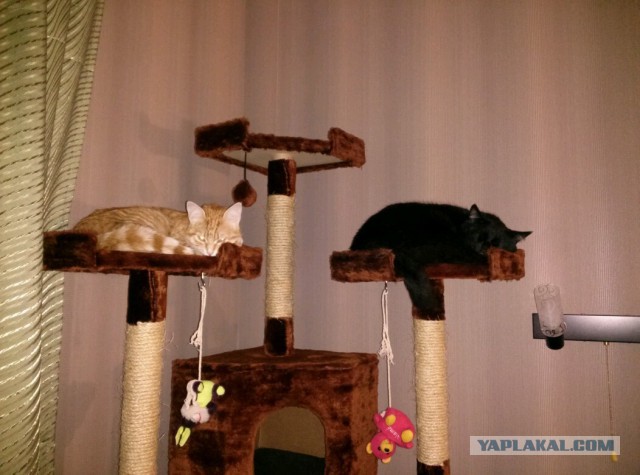 Котовторник 27.03.2018