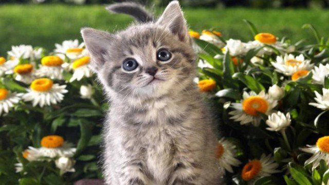 Кот без прикрас