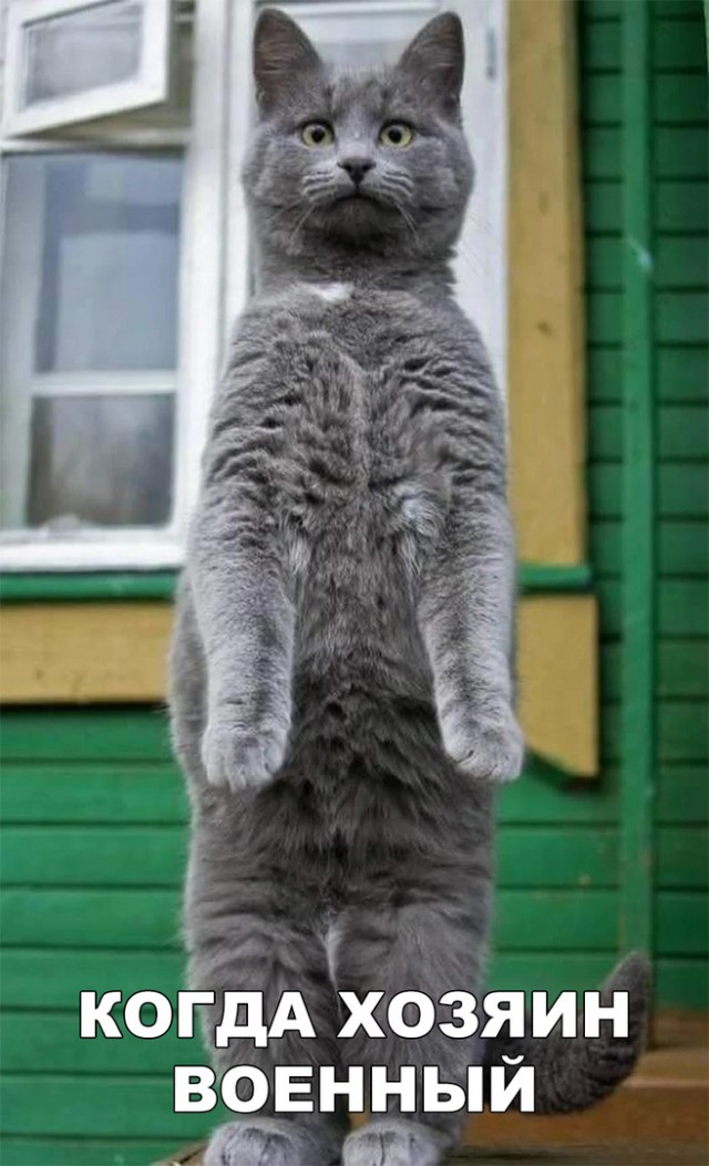 Немного милоты