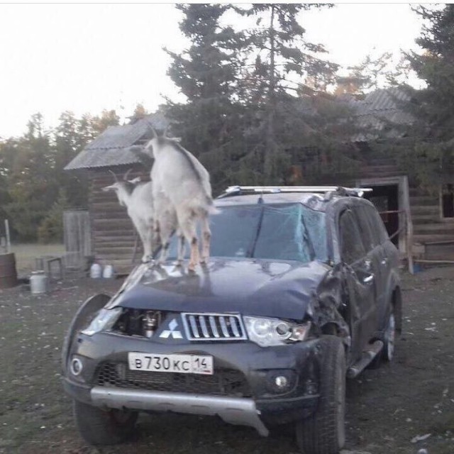 Да что тут вообще происходит?