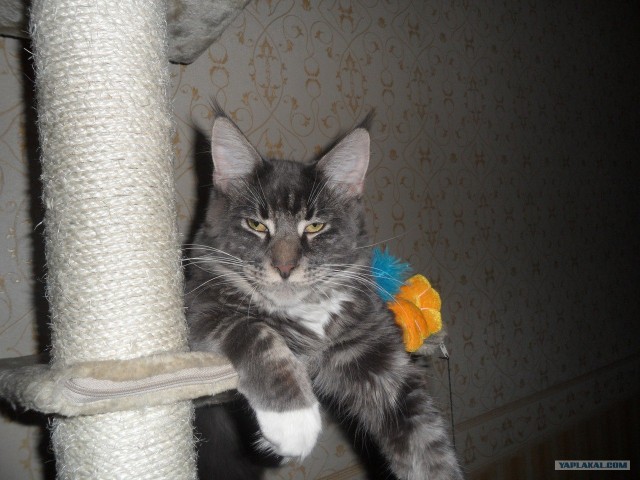 Котовторник  07.06.11